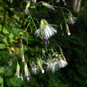 Photographie n°2225492 du taxon Prenanthes purpurea L. [1753]