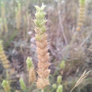 Photographie n°2225508 du taxon Rostraria cristata (L.) Tzvelev [1971]