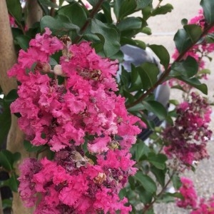 Photographie n°2225538 du taxon Lagerstroemia indica L. [1759]