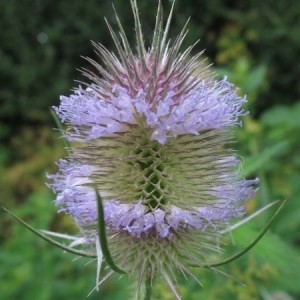 Photographie n°2225596 du taxon Dipsacus fullonum L. [1753]