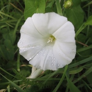 Photographie n°2225597 du taxon Convolvulus sepium L. [1753]