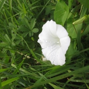 Photographie n°2225598 du taxon Convolvulus sepium L. [1753]