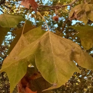 Photographie n°2225651 du taxon Platanus x hispanica Mill. ex Münchh. [1770]