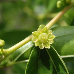 Ziziphus zizyphus (L.) Meikle (Jujubier)