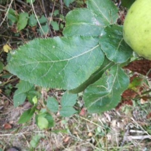 Photographie n°2225710 du taxon Malus domestica Borkh. [1803]