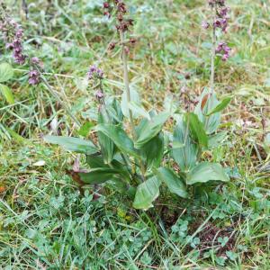 Photographie n°2225727 du taxon Epipactis atrorubens (Hoffm.) Besser [1809]