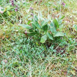 Photographie n°2225731 du taxon Epipactis atrorubens (Hoffm.) Besser [1809]