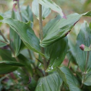 Photographie n°2225733 du taxon Epipactis atrorubens (Hoffm.) Besser [1809]