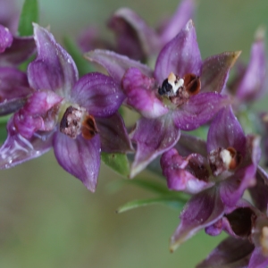 Photographie n°2225736 du taxon Epipactis atrorubens (Hoffm.) Besser [1809]