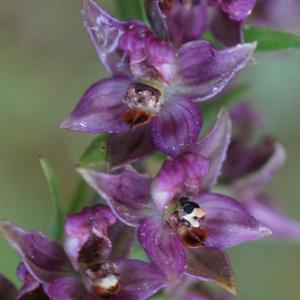 Photographie n°2225737 du taxon Epipactis atrorubens (Hoffm.) Besser [1809]