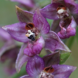 Photographie n°2225738 du taxon Epipactis atrorubens (Hoffm.) Besser [1809]