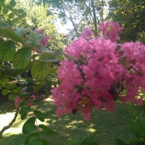 Photographie n°2225754 du taxon Lagerstroemia indica L. [1759]