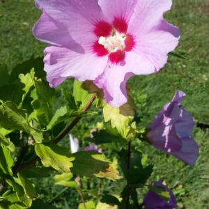 Photographie n°2225760 du taxon Hibiscus syriacus L. [1753]