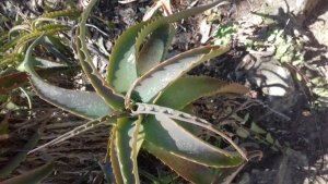 Rémi SAEZ, le 10 août 2018