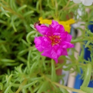 Photographie n°2225805 du taxon Portulaca grandiflora Hook. [1829]