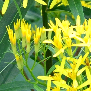 Photographie n°2225827 du taxon Senecio ovatus (P.Gaertn., B.Mey. & Scherb.) Willd. [1803]