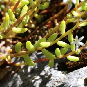 Photographie n°2225831 du taxon Sedum album L. [1753]