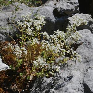 Photographie n°2225833 du taxon Sedum album L. [1753]