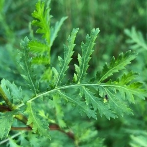 Photographie n°2225839 du taxon Tanacetum vulgare L. [1753]