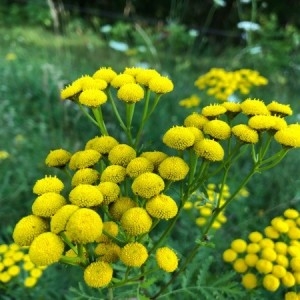 Photographie n°2225840 du taxon Tanacetum vulgare L. [1753]