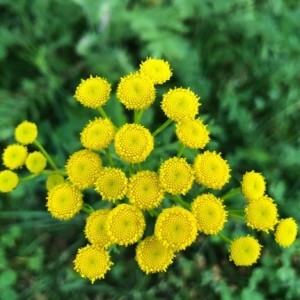 Photographie n°2225841 du taxon Tanacetum vulgare L. [1753]