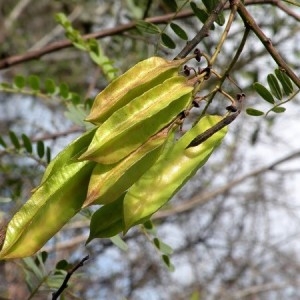 Photographie n°2225845 du taxon Astragalus penduliflorus Lam. [1779]