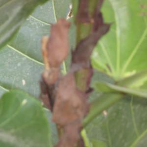 Photographie n°2225851 du taxon Ficus lyrata Warb.