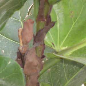 Photographie n°2225852 du taxon Ficus lyrata Warb.