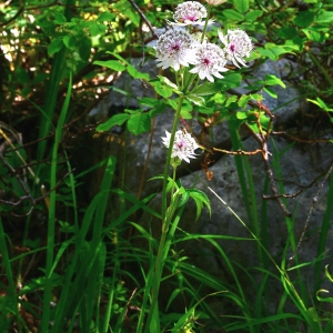 Photographie n°2225878 du taxon Astrantia major L. [1753]