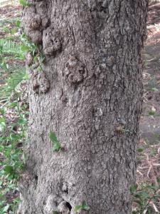 La Spada Arturo, le  9 août 2018 (Catania (Orto botanico))