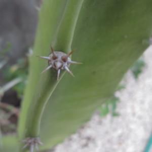 Photographie n°2225916 du taxon Acanthocereus tetragonus (L.) Hummelinck