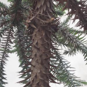  - Araucaria bidwillii Hook. [1843]