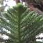  La Spada Arturo - Araucaria columnaris (G.Forst.) Hook.