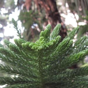 Araucaria columnaris (G.Forst.) Hook. (New Caledonia pine)