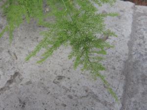 La Spada Arturo, le  9 août 2018 (Catania (Orto botanico))