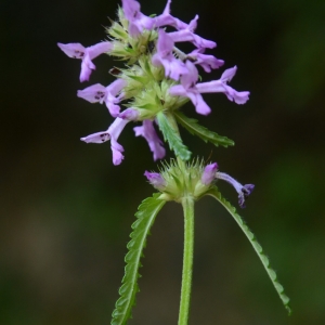 Photographie n°2225993 du taxon Betonica officinalis L. [1753]