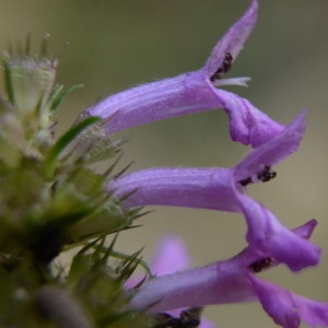 Photographie n°2225995 du taxon Betonica officinalis L. [1753]