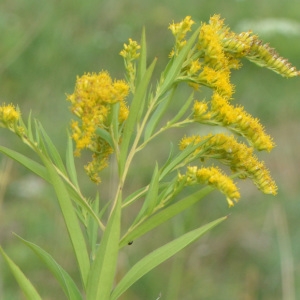 Photographie n°2226026 du taxon Solidago canadensis L. [1753]