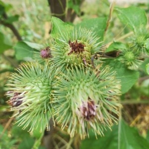 Photographie n°2226042 du taxon Arctium lappa L. [1753]