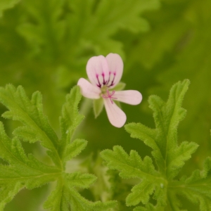 Photographie n°2226052 du taxon Pelargonium graveolens L'Hér. [1802]