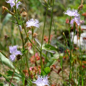 Photographie n°2226077 du taxon Dianthus hyssopifolius L. [1755]