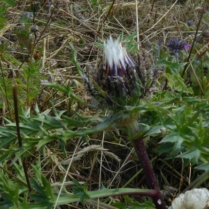 Photographie n°2226103 du taxon Carlina L. [1753]