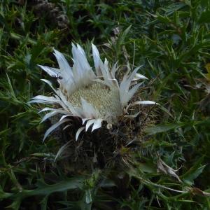 Photographie n°2226105 du taxon Carlina L. [1753]