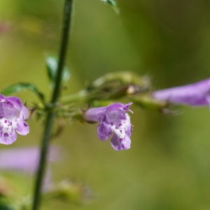 Photographie n°2226130 du taxon Clinopodium nepeta (L.) Kuntze [1891]