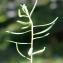  Liliane Roubaudi - Epilobium dodonaei subsp. fleischeri (Hochst.) Schinz & Thell. [1923]