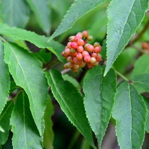 Photographie n°2226205 du taxon Sambucus racemosa L. [1753]