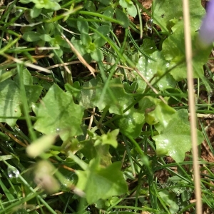 Photographie n°2226260 du taxon Wahlenbergia hederacea (L.) Rchb.