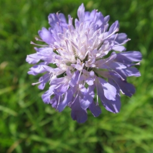 Photographie n°2226265 du taxon Knautia arvensis (L.) Coult. [1828]