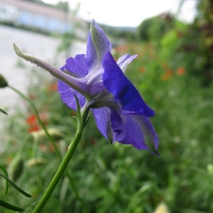 Photographie n°2226272 du taxon Delphinium ajacis L. [1753]