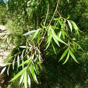 Photographie n°2226291 du taxon Salix L. [1753]